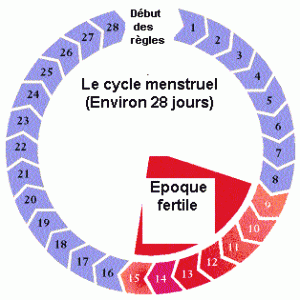 Comprendre Le Cycle Menstruel Ovulation